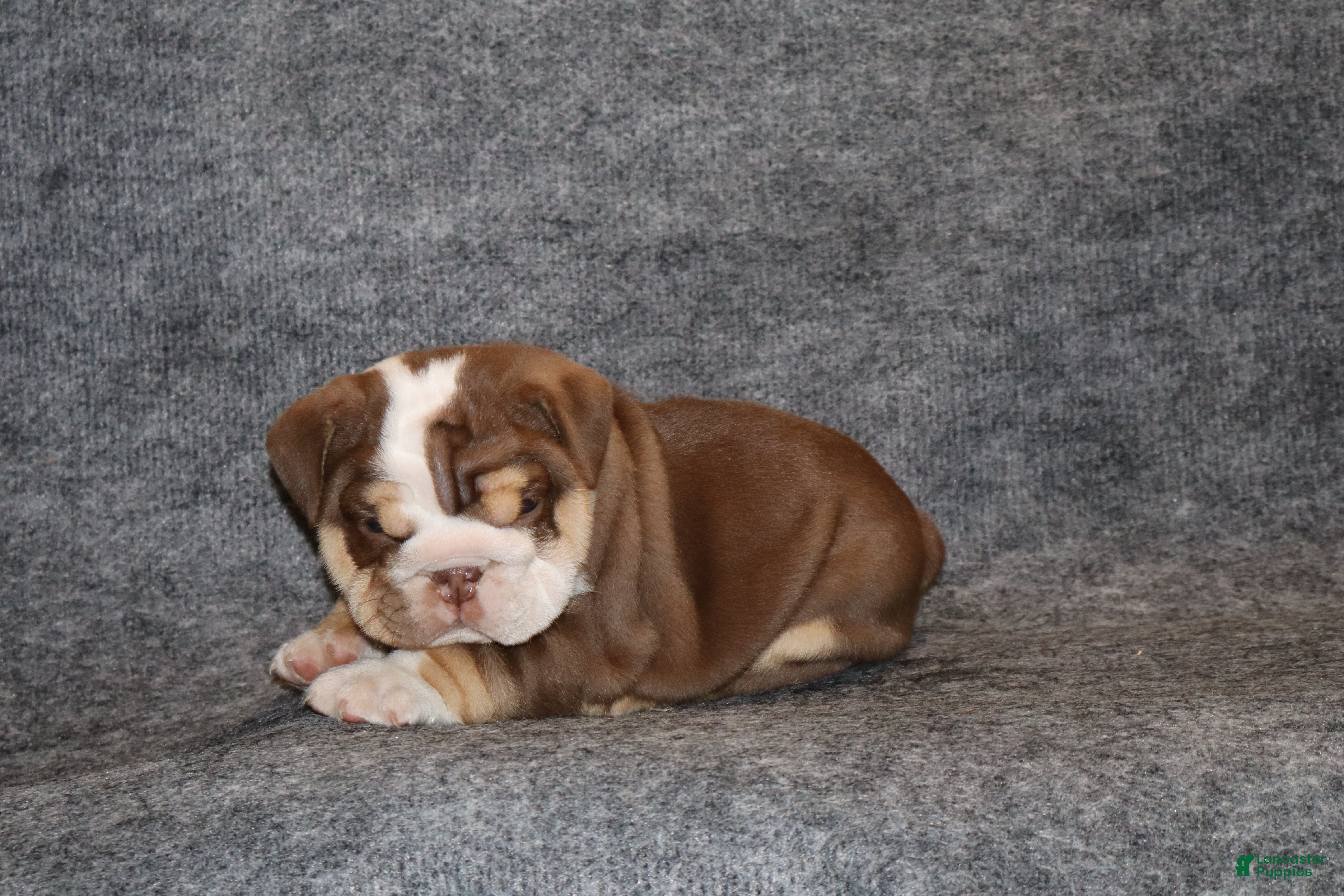English Bulldog dogs Owen Grant - Ad 2