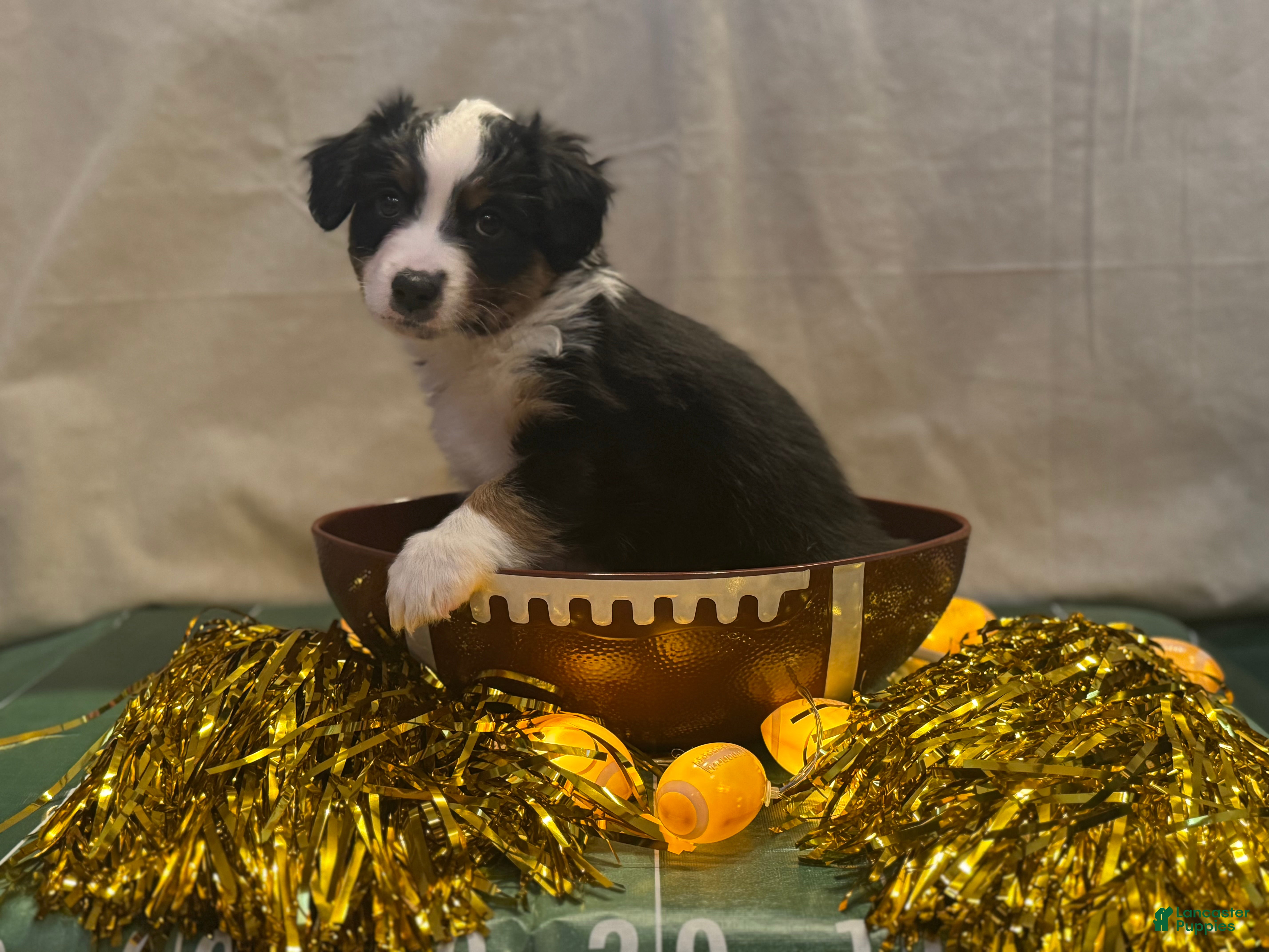 Miniature Australian Shepherd dogs Miniature Australian Shepherd 6 - Ad 2