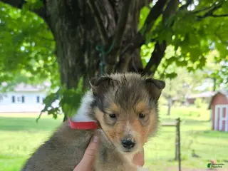 Collie dogs for sale: Collie Puppy 2 - Ad 1