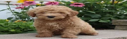 Mini Goldendoodle dogs for sale: Felix - Ad 3