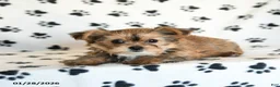 Shorkie dogs for sale: Princess - Ad 5