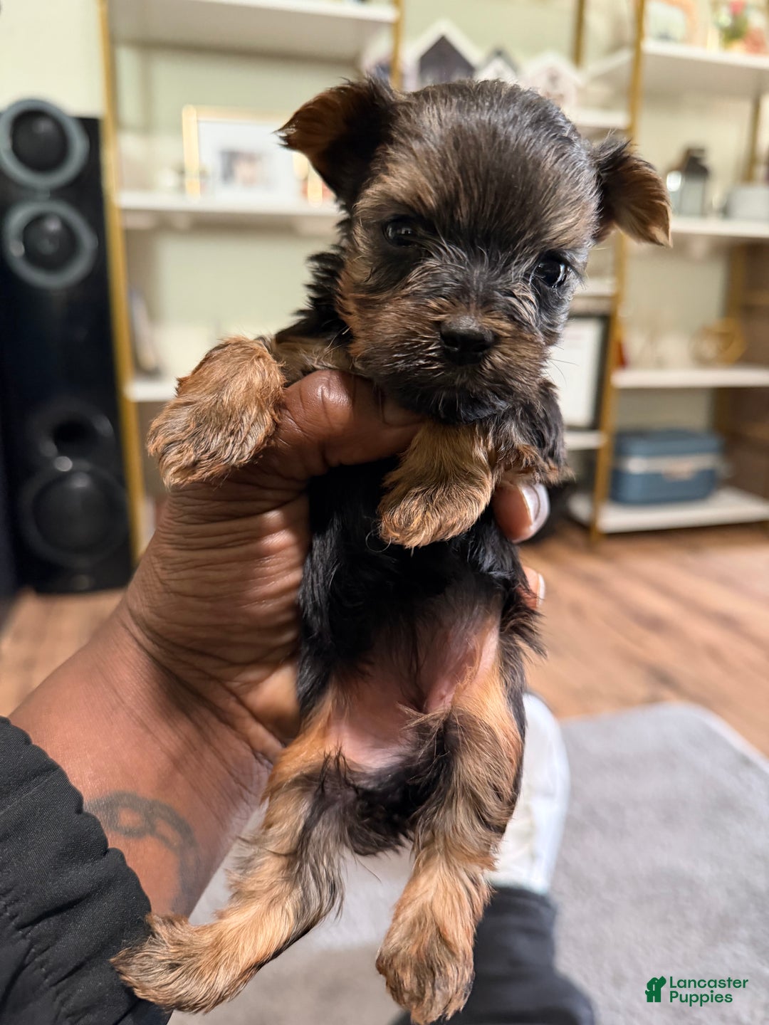 Yorkshire Terrier dogs for sale: Yorkshire Terrier Puppy 2 - Ad 2