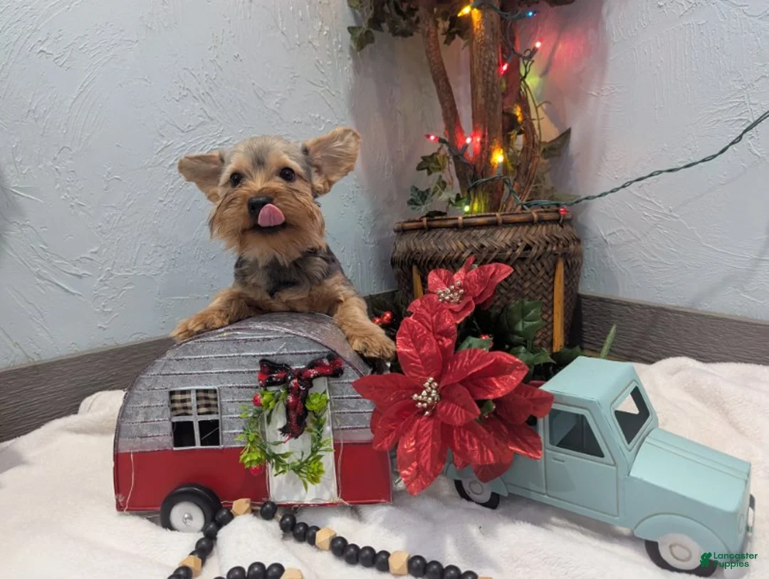 Yorkshire Terrier dogs for sale: Max - Ad 7