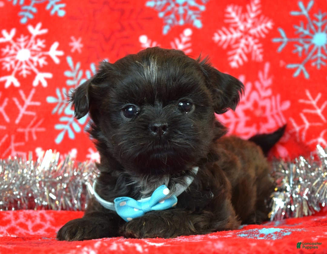 Shih Tzu dogs for sale: Toby - Ad 11
