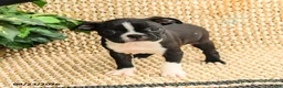 Boston Terrier dogs for sale: Bridget  - Ad 2