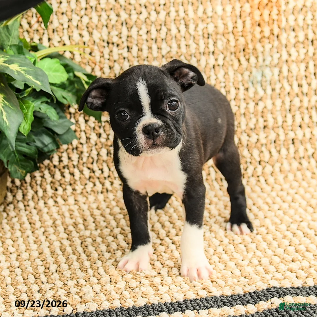 Boston Terrier dogs for sale: Bridget  - Ad 2