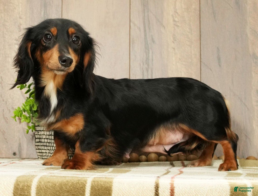 Miniature Dachshund dogs for sale: Mia - Ad 10