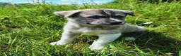 Mixed Breed dogs for sale: Dopey - Ad 4