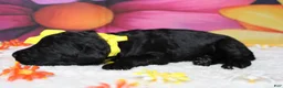 Bernedoodle dogs for sale: Onyx  - Ad 4
