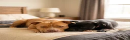 American Pit Bull Terrier dogs for sale: American Pit Bull Terrier 3 - Ad 12