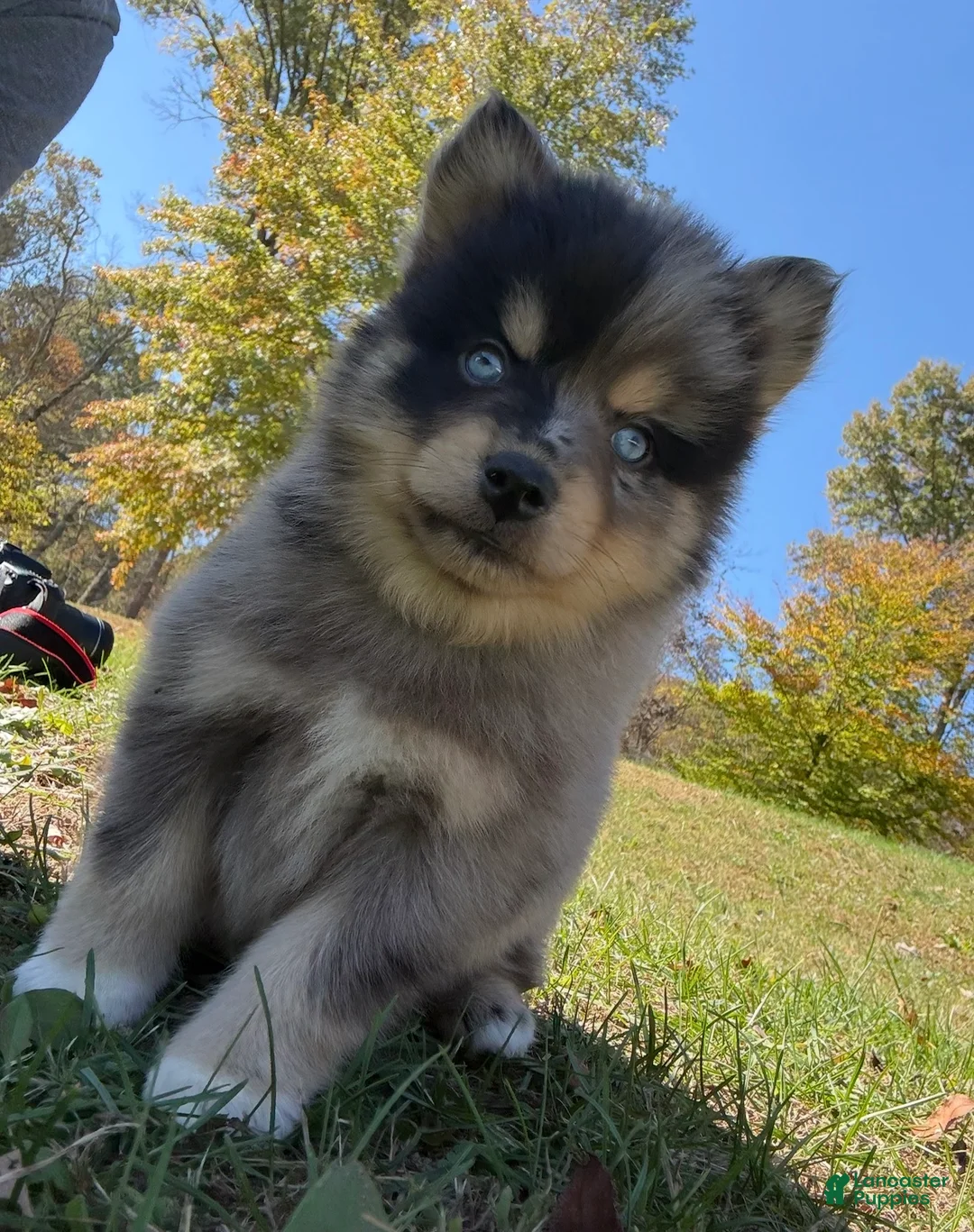 Pomsky dogs for sale: Sparky  - Ad 2