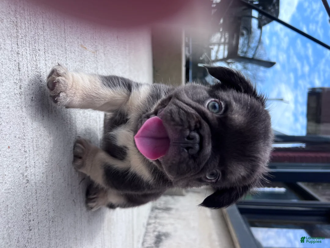 French Bulldog dogs for sale: Female French Bulldog Chicago - Fluffy - Ad 6