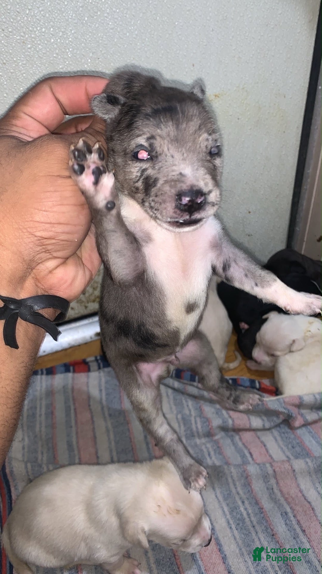 American Pit Bull Terrier dogs American Pit Bull Terrier 1 - Ad 39