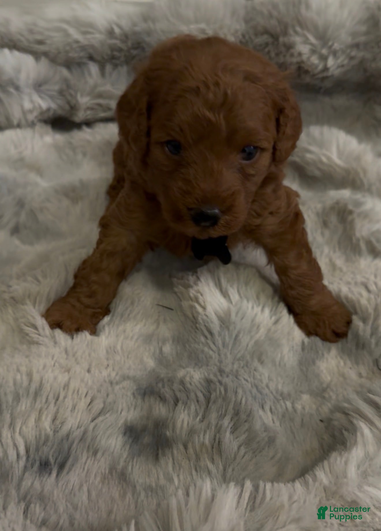Mini Goldendoodle dogs for sale: Mini Goldendoodle 1  - Ad 2