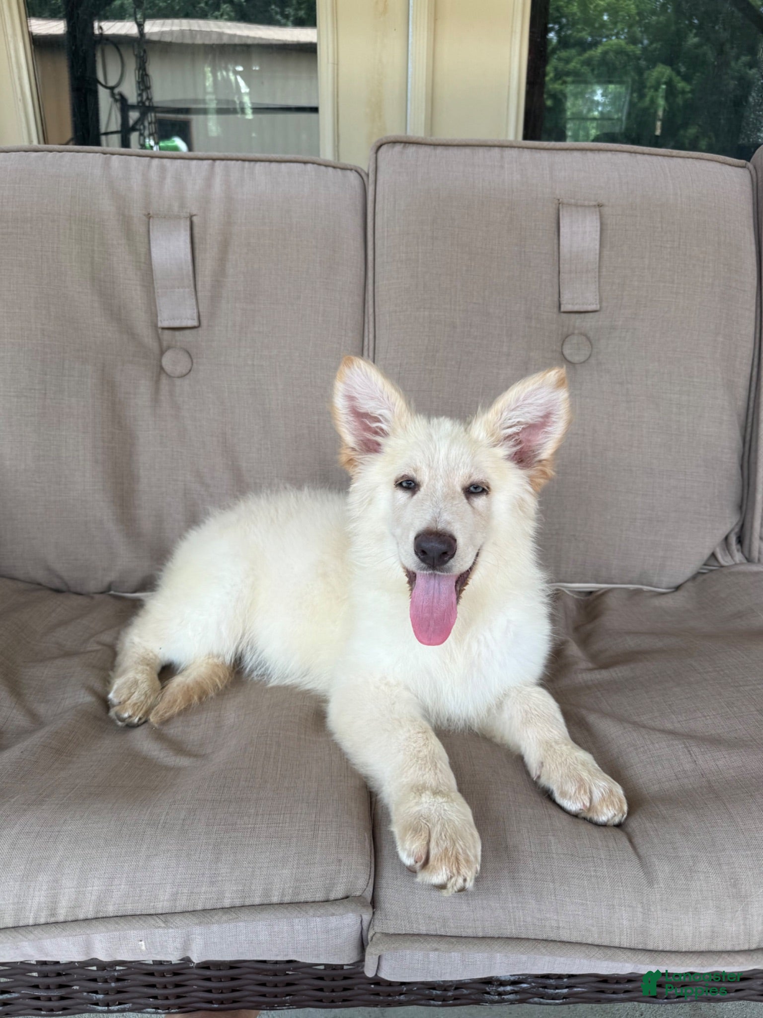 German Shepherd dogs German Shepherd 1 - Ad 1