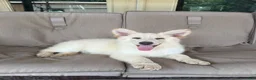 German Shepherd dogs for sale: German Shepherd 1 - Ad 1