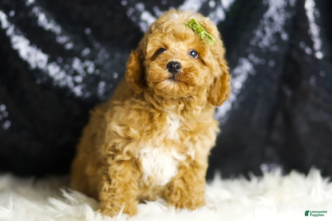 Toy Poodle dogs for sale: Wayne - Ad 2