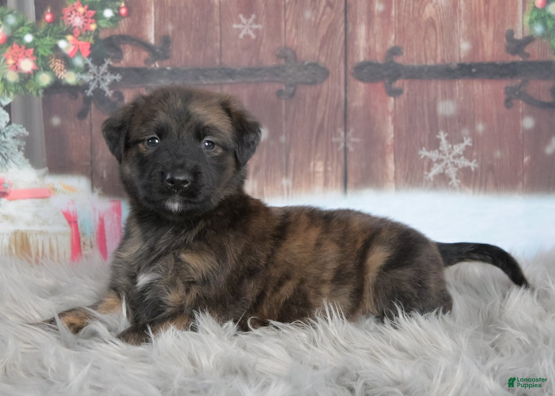 Mixed Breed dogs for sale: Pepper - Ad 3