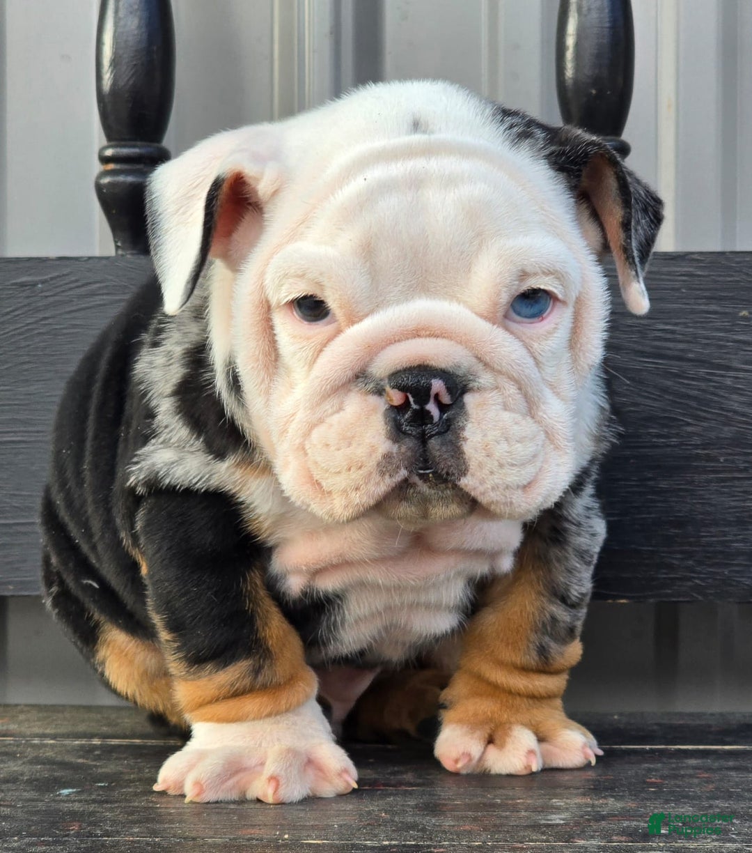 English Bulldog dogs for sale: Magnum - Ad 2