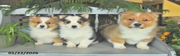Welsh Corgi Pembroke dogs for sale: Elvis  - Ad 5