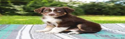 Australian Shepherd dogs for sale: Sarge - Ad 7