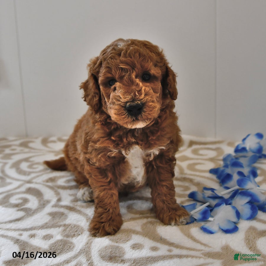 Mini Goldendoodle dogs Rocky - Ad 1
