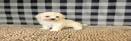 Bichon Frise dogs for sale: Bruce - Ad 5