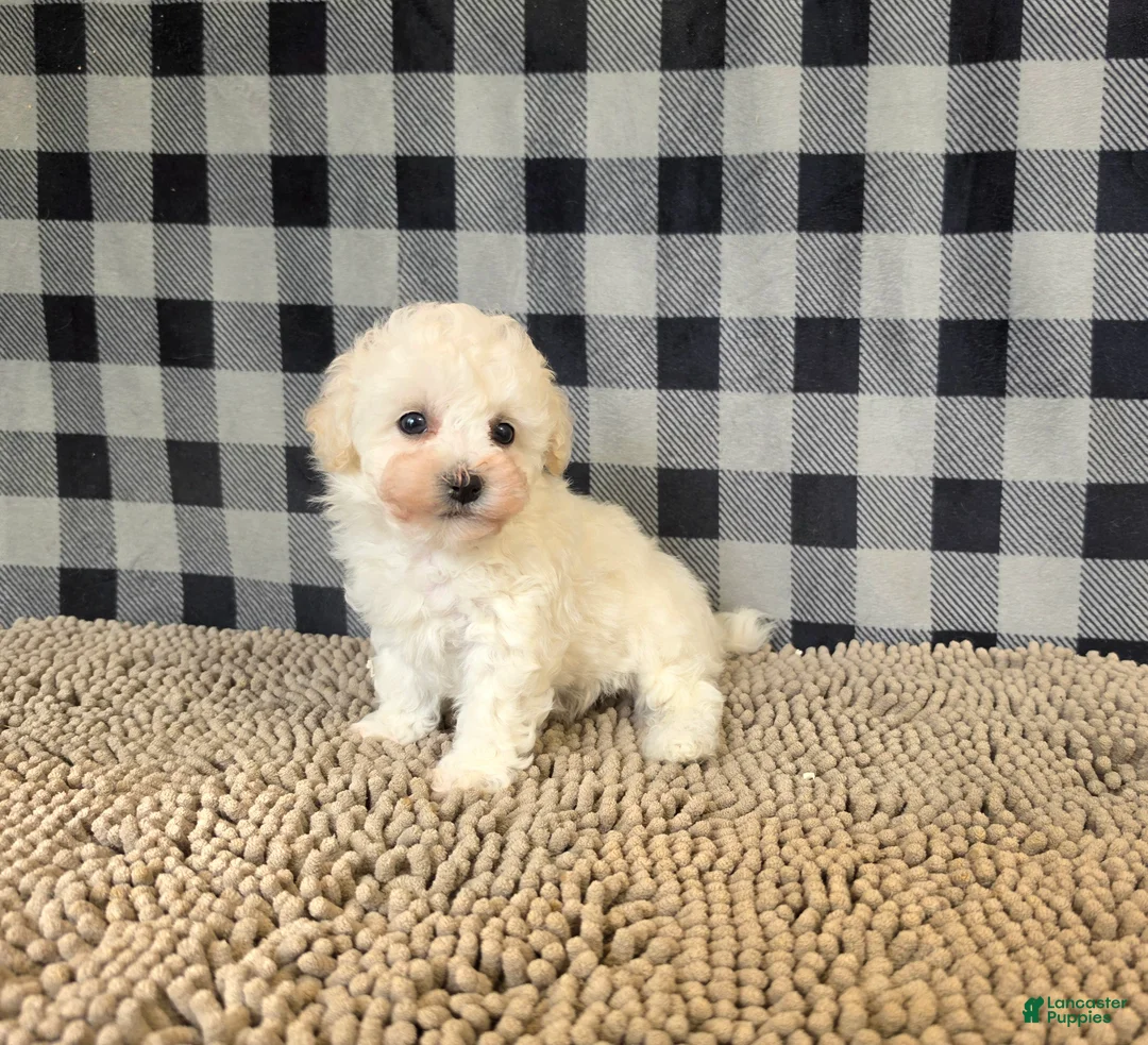 Bichon Frise dogs for sale: Bruce - Ad 5