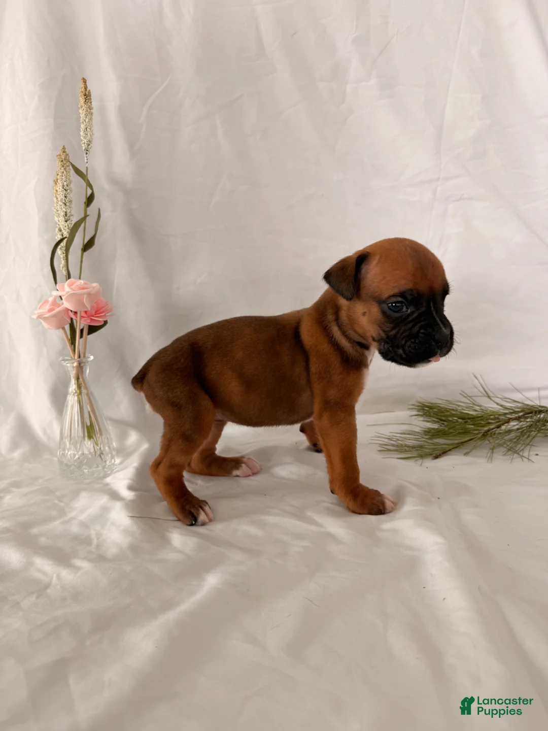 Boxer dogs for sale: Bethany - Ad 3