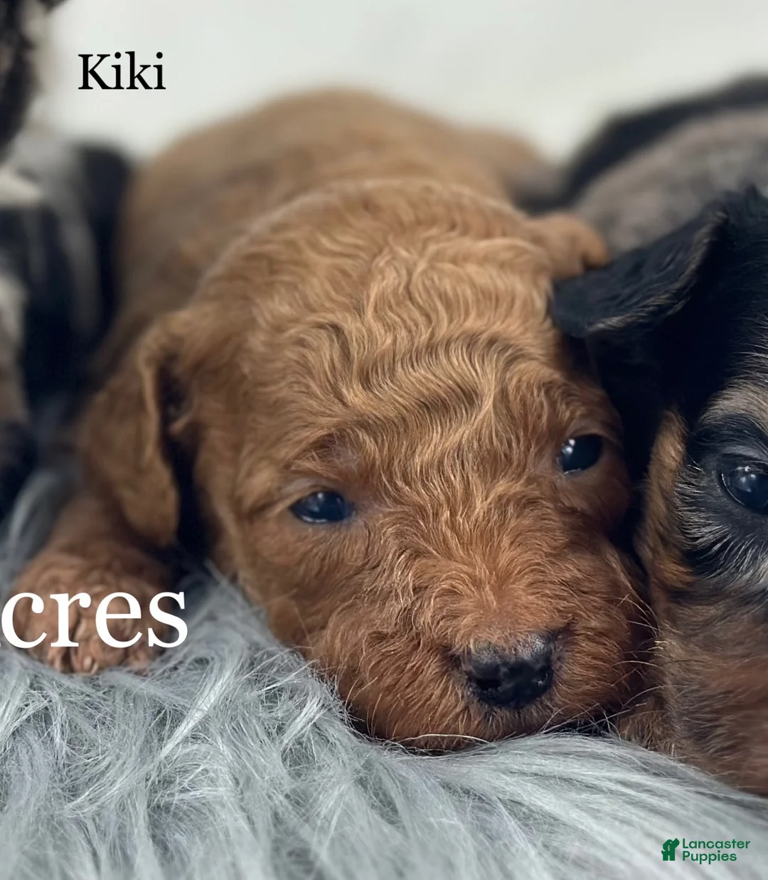 Goldendoodle dogs for sale: Kiki - Ad 1