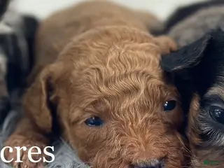 Goldendoodle dogs Kiki - Ad 35