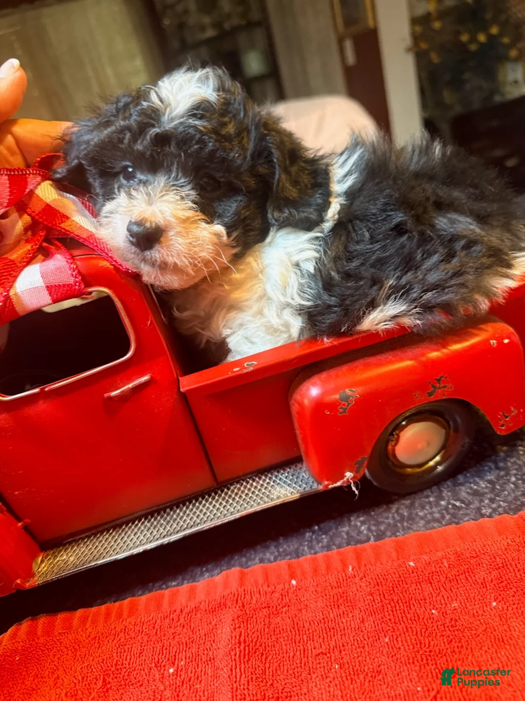 Toy Poodle dogs for sale: Toy Poodle Male 2 - Ad 2