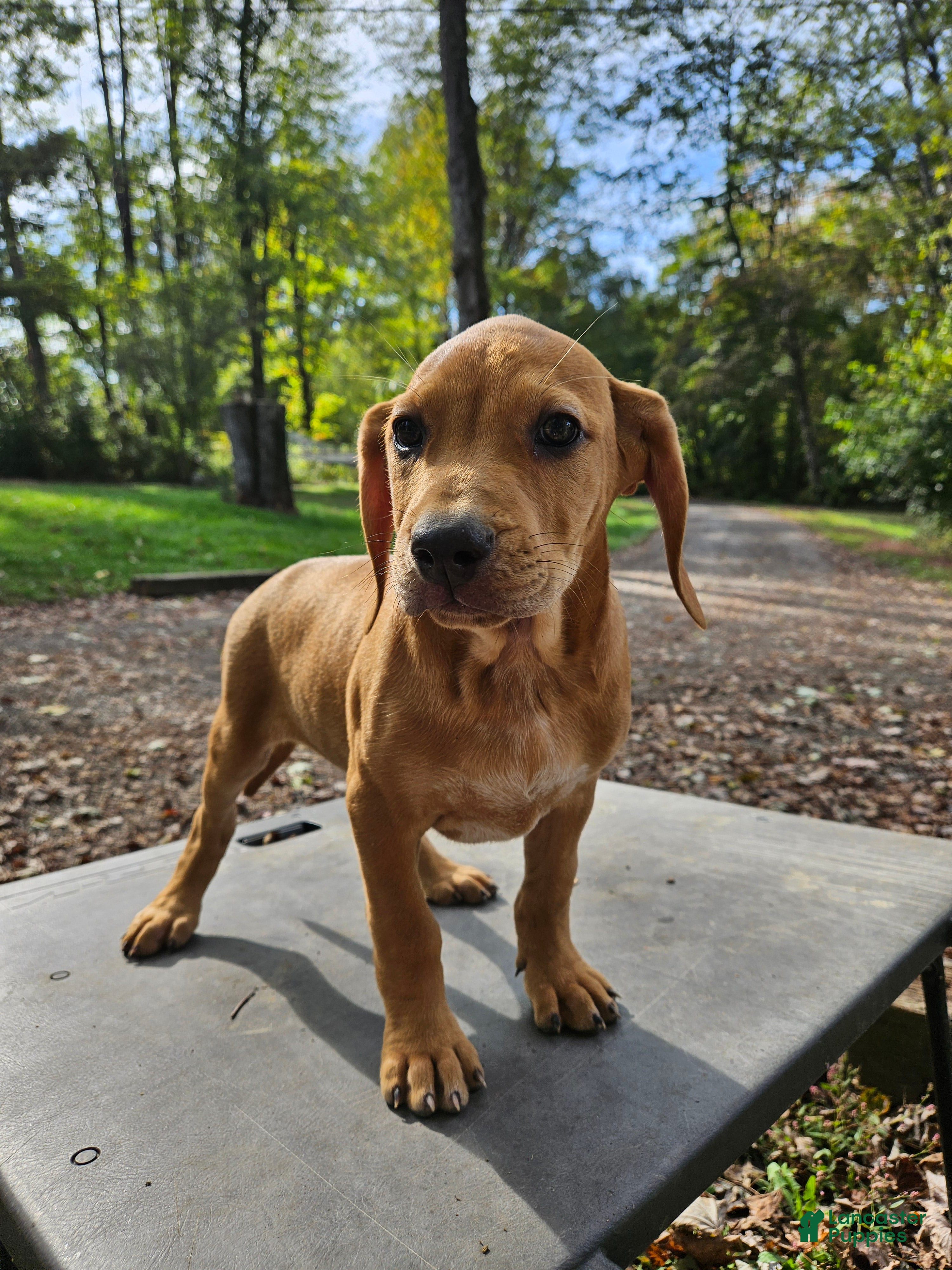 Coonhound Pups Redbone Coonhound For Sale Near Me Tan Coonhound Redbone Coonhound  Breeders Near Me Coonhound, image size:3000x4000