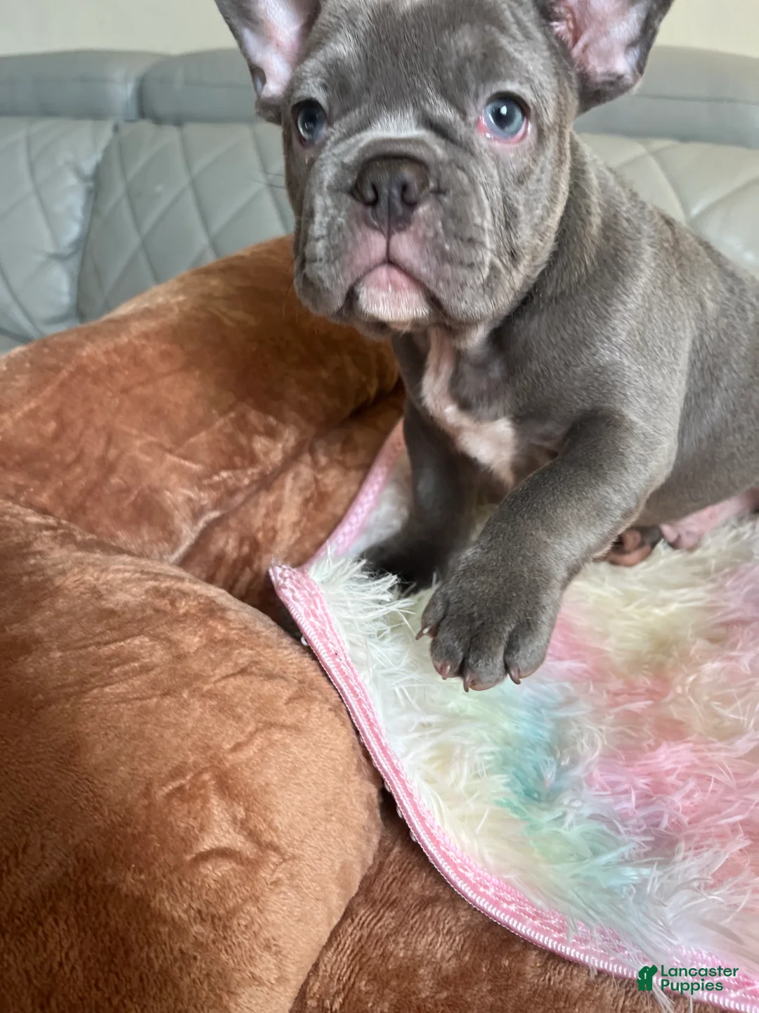 French Bulldog dogs for sale: French Bulldog 6 - Ad 2