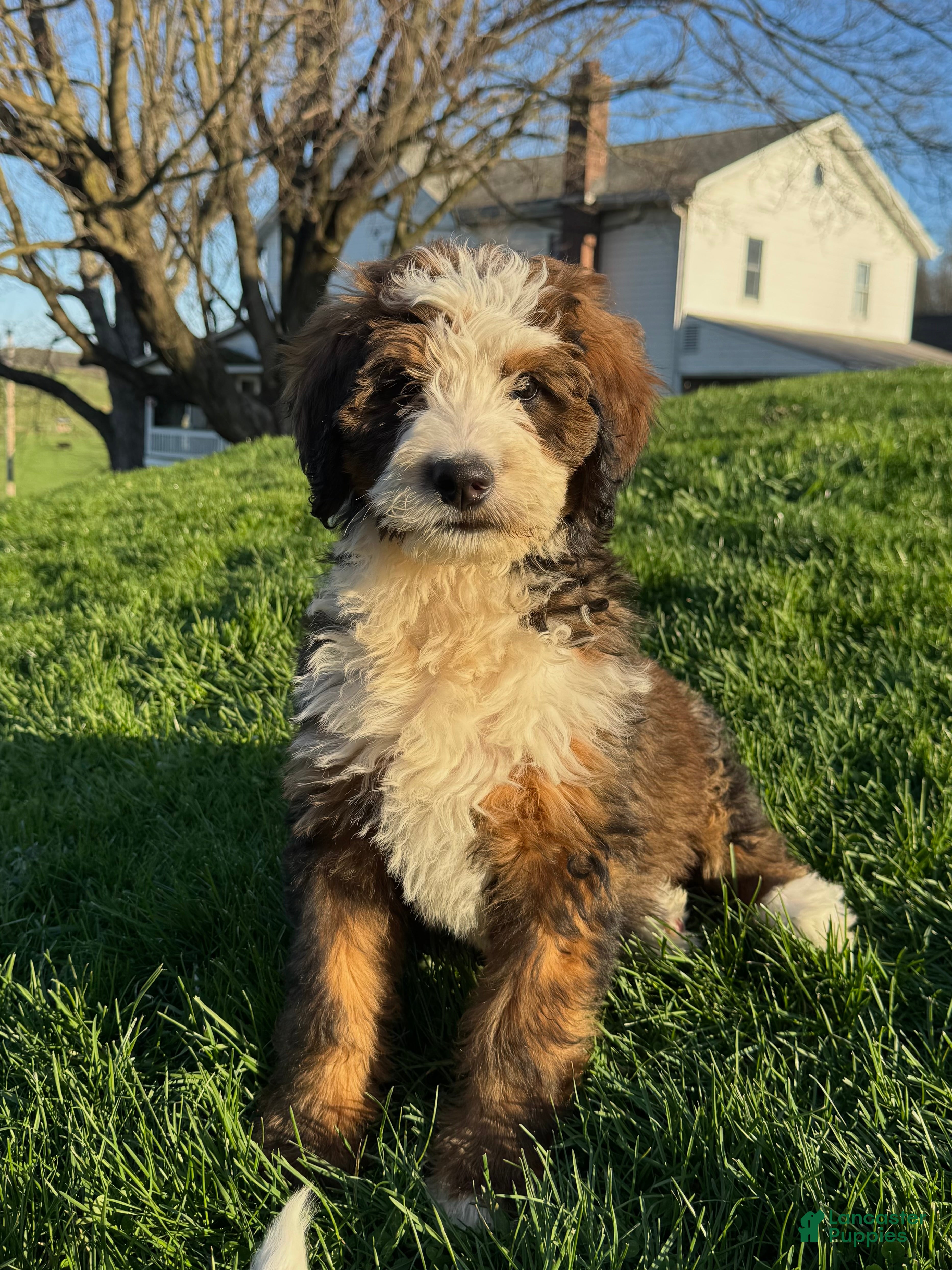 Bernedoodle dogs Sadie - Ad 2