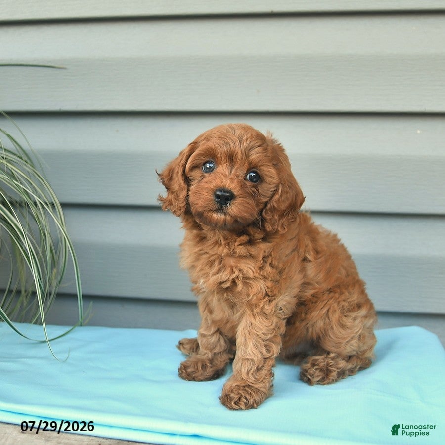 Cavapoo dogs April - Ad 2