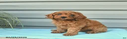 Cavapoo dogs for sale: April - Ad 2
