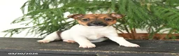 Jack Russell Terrier dogs for sale: Jenny - Ad 4