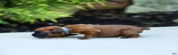 Boxer dogs for sale: Neva Boxer  - Ad 3