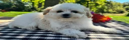 Miniature Poodle dogs for sale: Gage - Ad 3