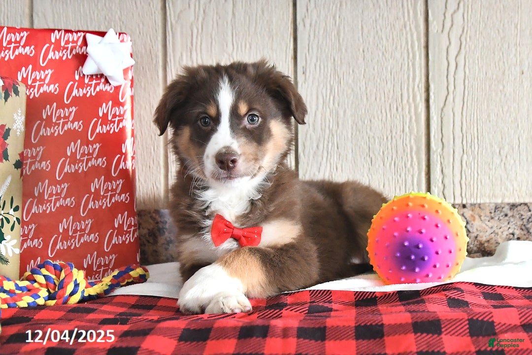 Australian Shepherd dogs for sale: Dasher - Ad 5
