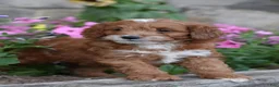 Cockapoo dogs for sale: Thorn - Ad 3