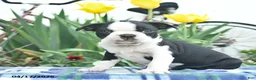 Boston Terrier dogs for sale: Viking  - Ad 3