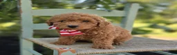 Toy Poodle dogs for sale: Bruce - Ad 4
