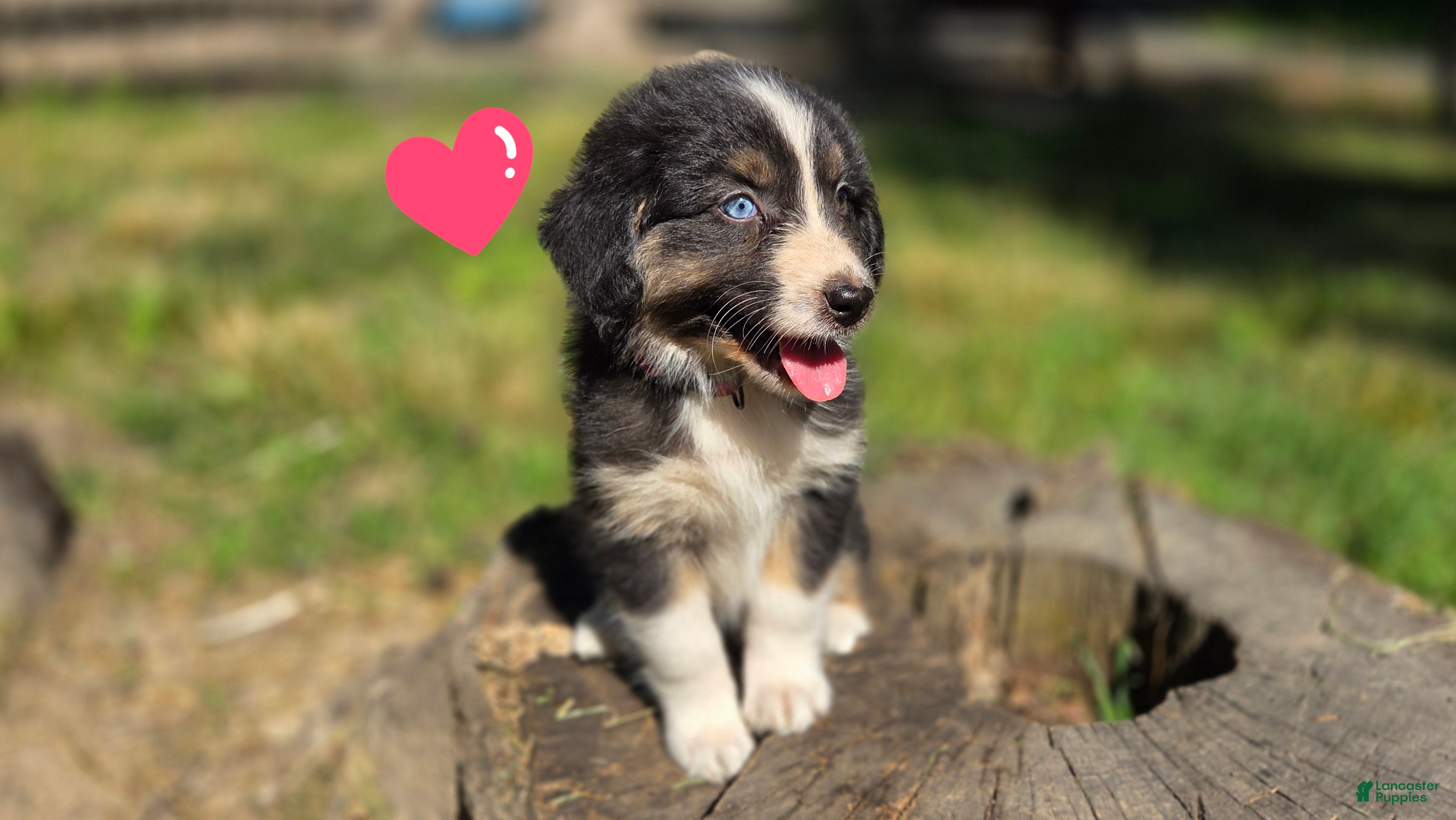 Australian Shepherd dogs Australian Shepherd Puppy 8 "Ellie" - Ad 34