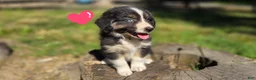 Australian Shepherd dogs for sale: Australian Shepherd Puppy 8 "Ellie" - Ad 1