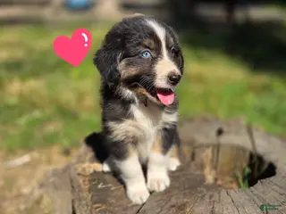 Australian Shepherd dogs Australian Shepherd Puppy 8 "Ellie" - Ad 34