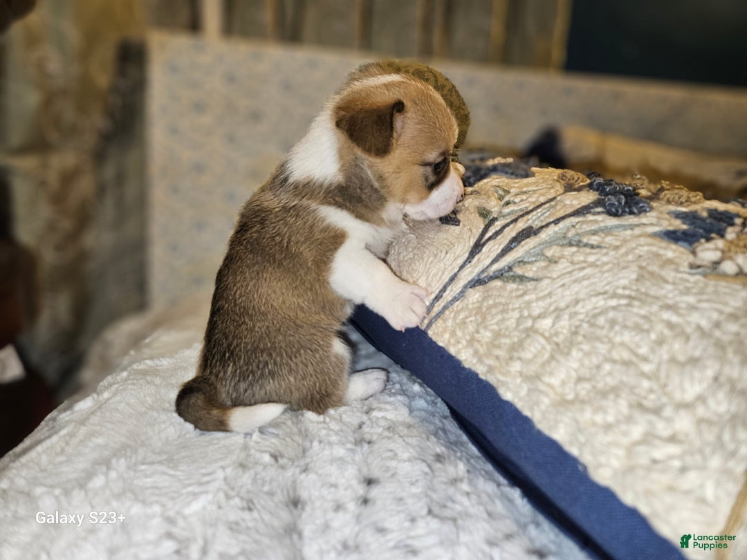 Mixed Breed dogs for sale: Fawny Willow - Ad 5