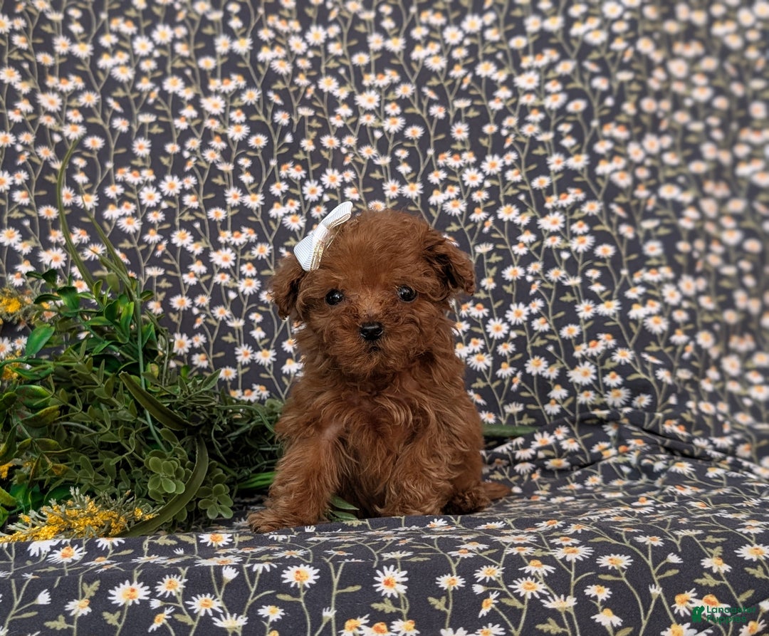 Toy Poodle dogs for sale: Tiffany - Ad 2