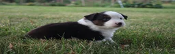 Miniature Australian Shepherd dogs for sale: Ellis - Ad 16